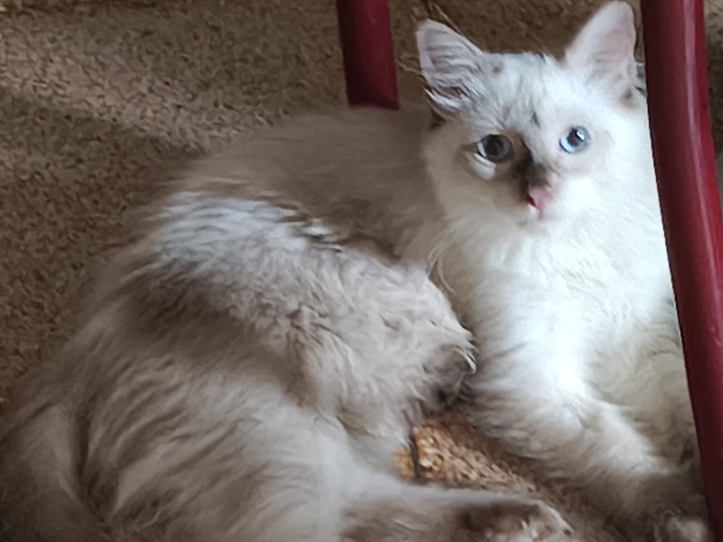 Adotta un gatto, femmina, 6 mesi, Crotone