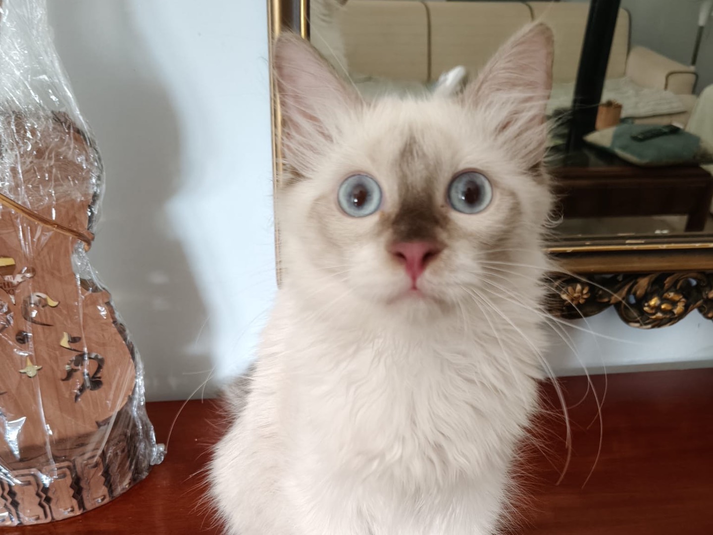 Adotta un gatto, taglia non valida, femmina, Crotone