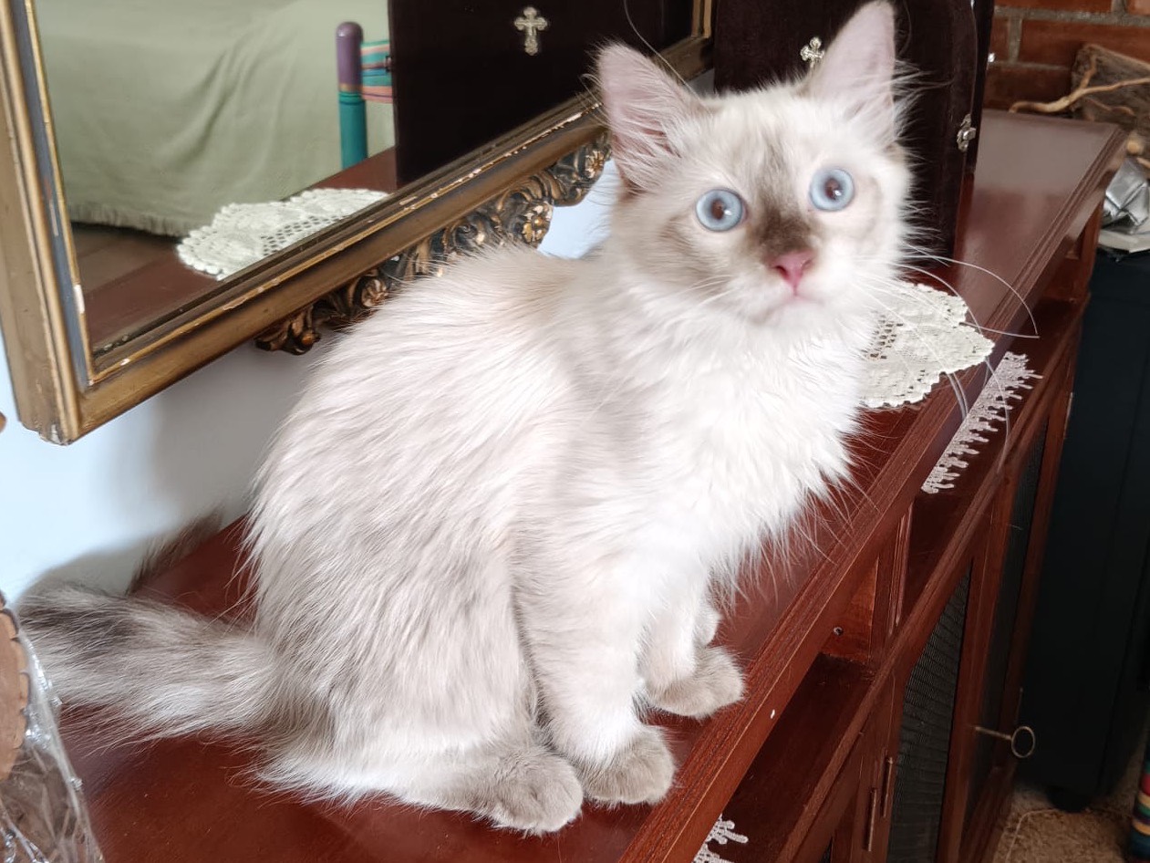 Vuoi adottare un gatto a Crotone?