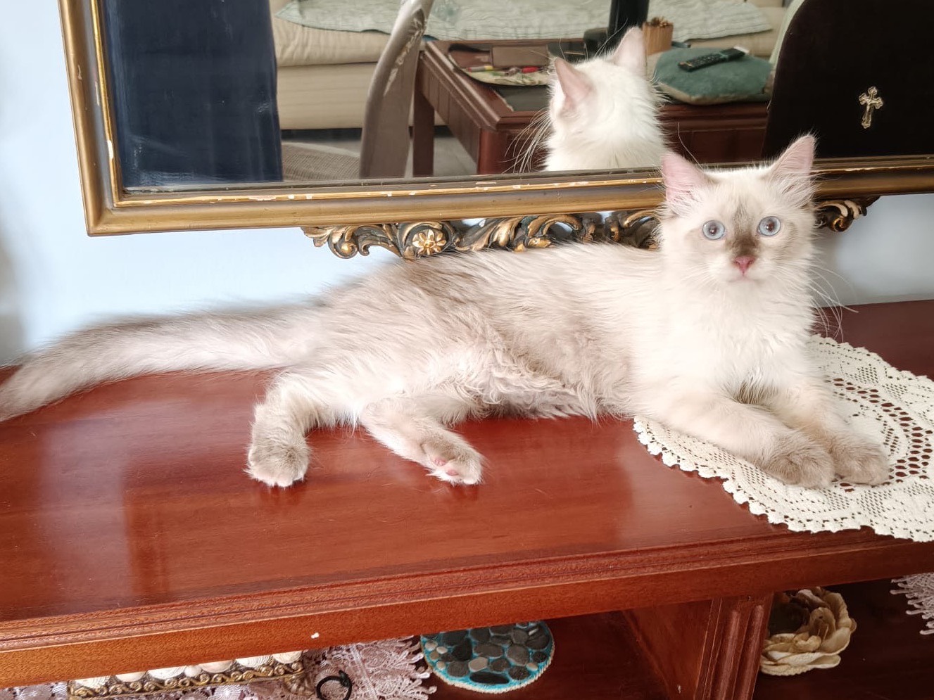 Adotta il gatto FIONA a Crotone