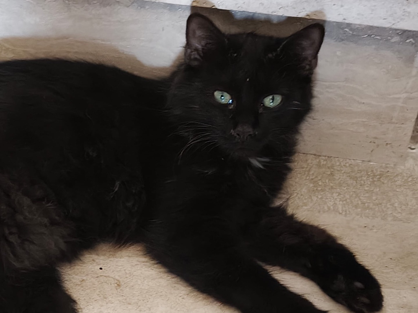 Adozione gatto, maschio, Razza sconosciuta Razza sconosciuta, 6 mesi, taglia non valida, Crotone