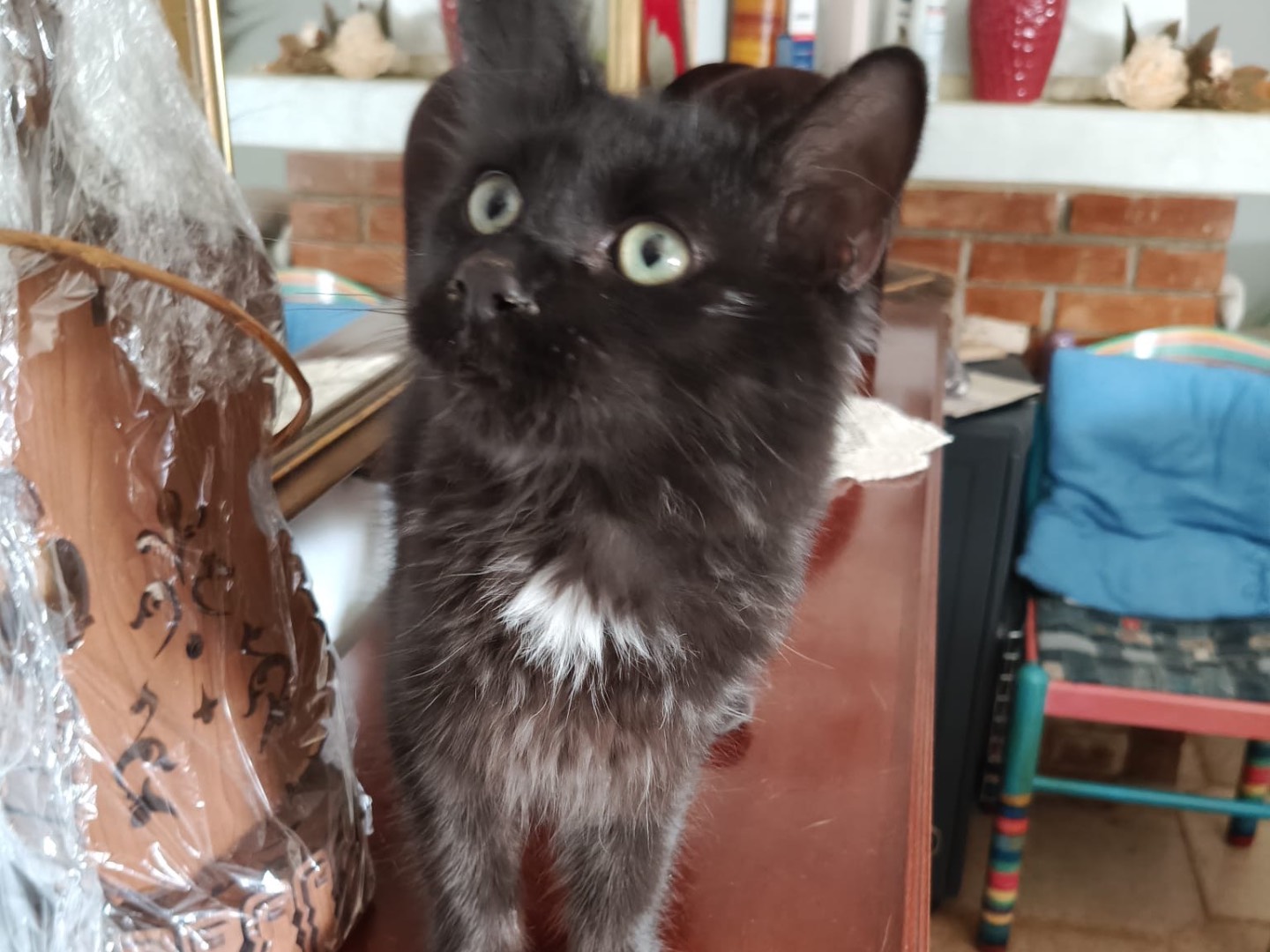 Adotta un gatto, maschio, 6 mesi, Crotone