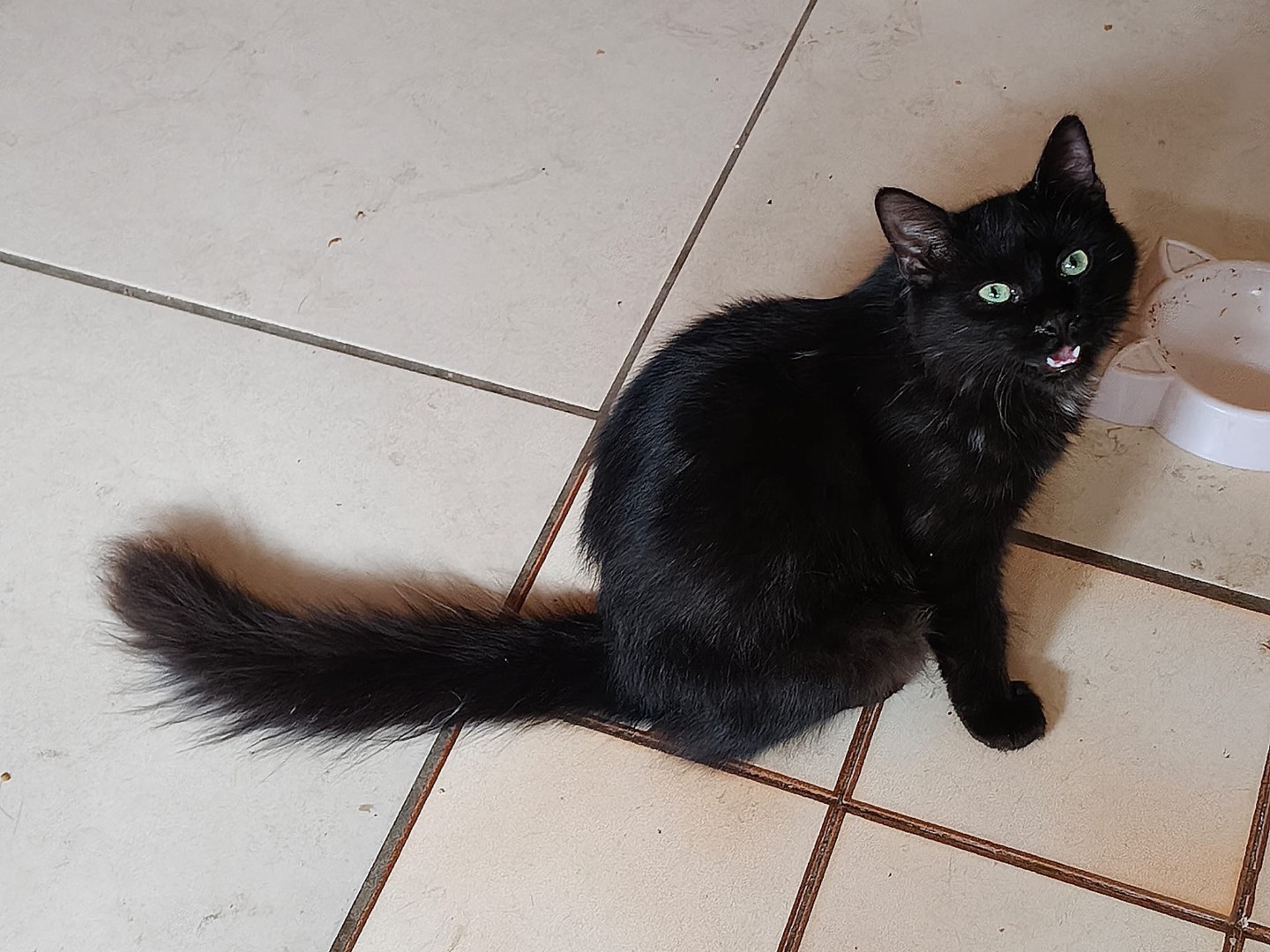 Adotta un gatto, taglia non valida, maschio, Crotone