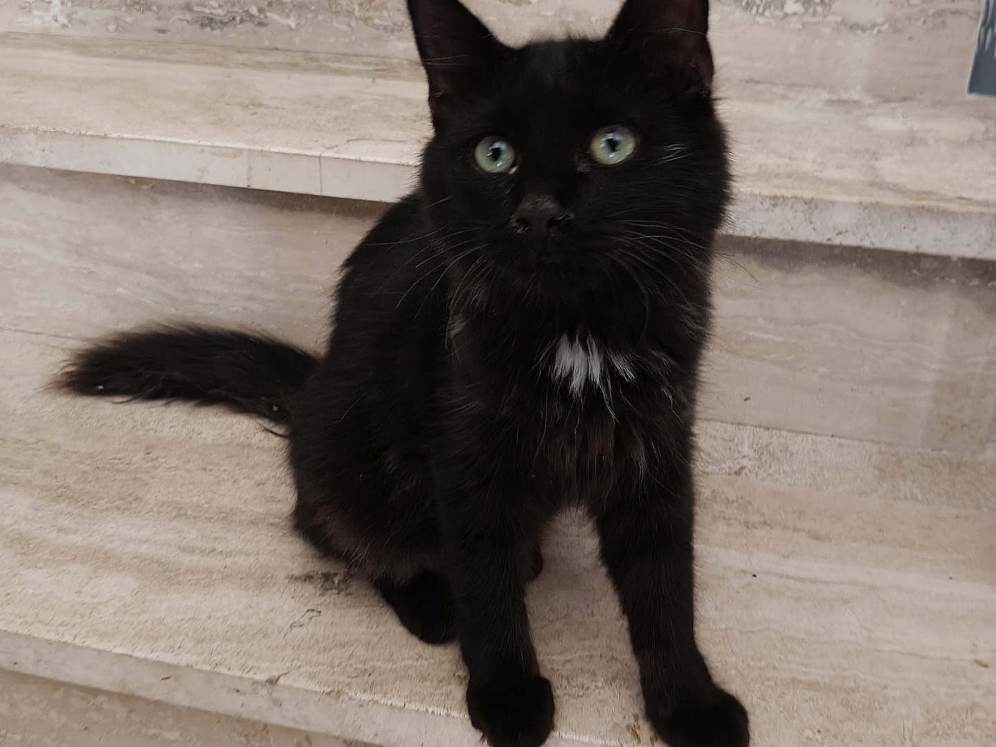 Vuoi adottare un gatto a Crotone?