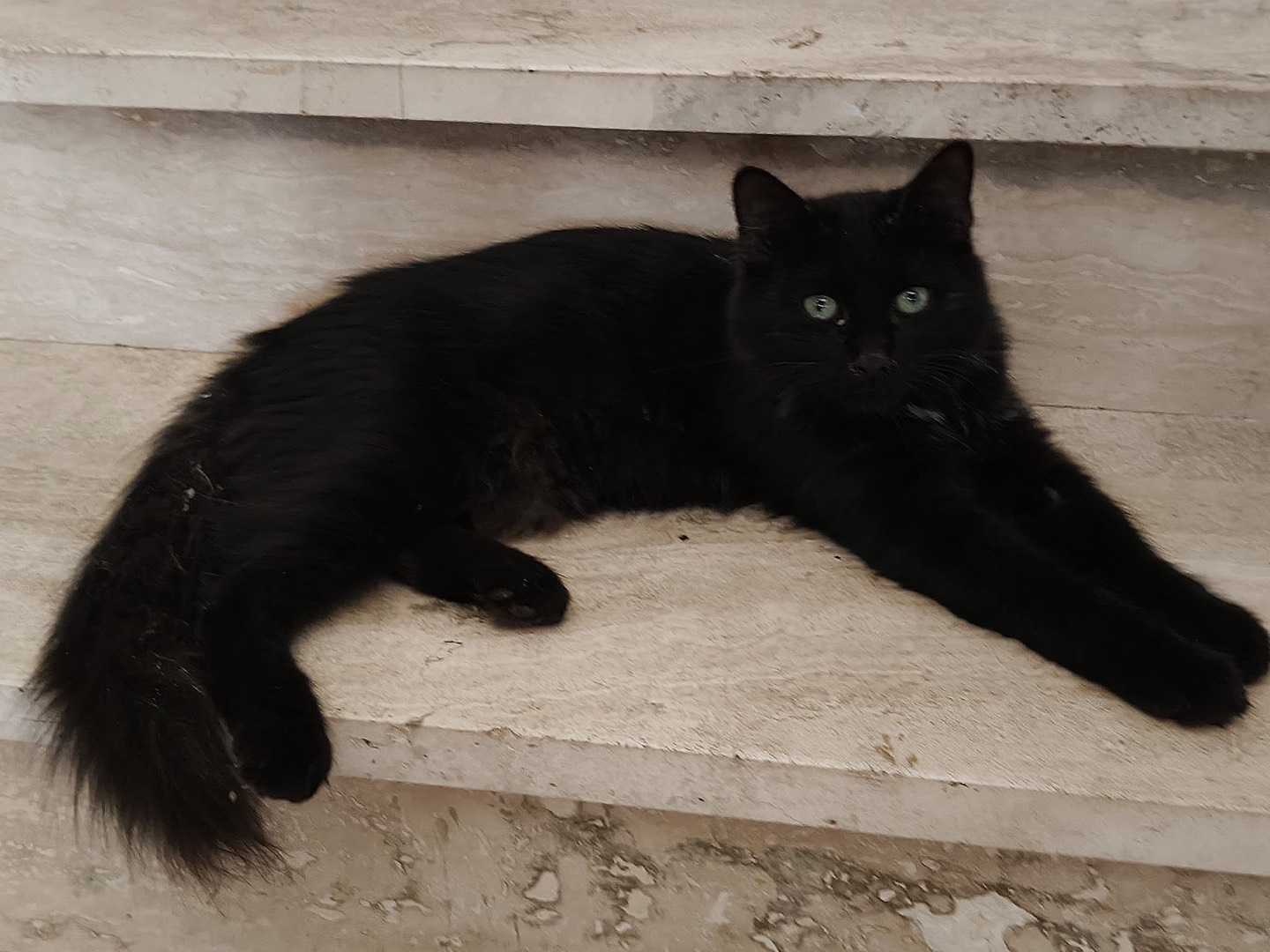 Adotta il gatto NERONE a Crotone