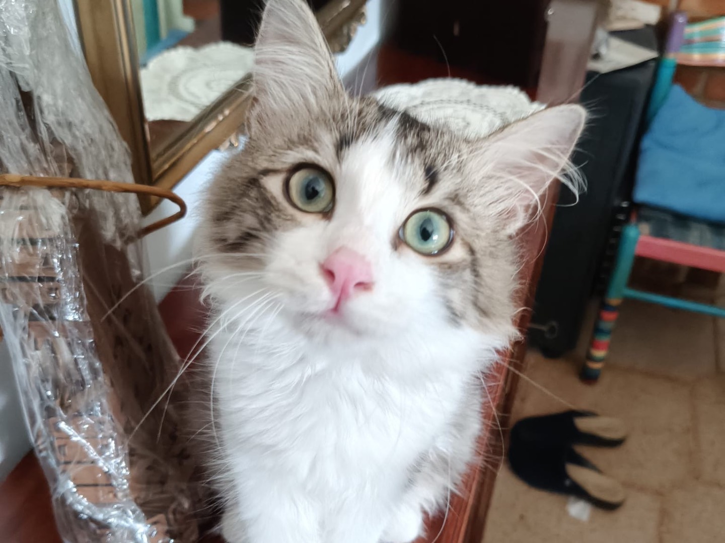 Adozione gatto, maschio, Razza sconosciuta Razza sconosciuta, 6 mesi, taglia non valida, Crotone
