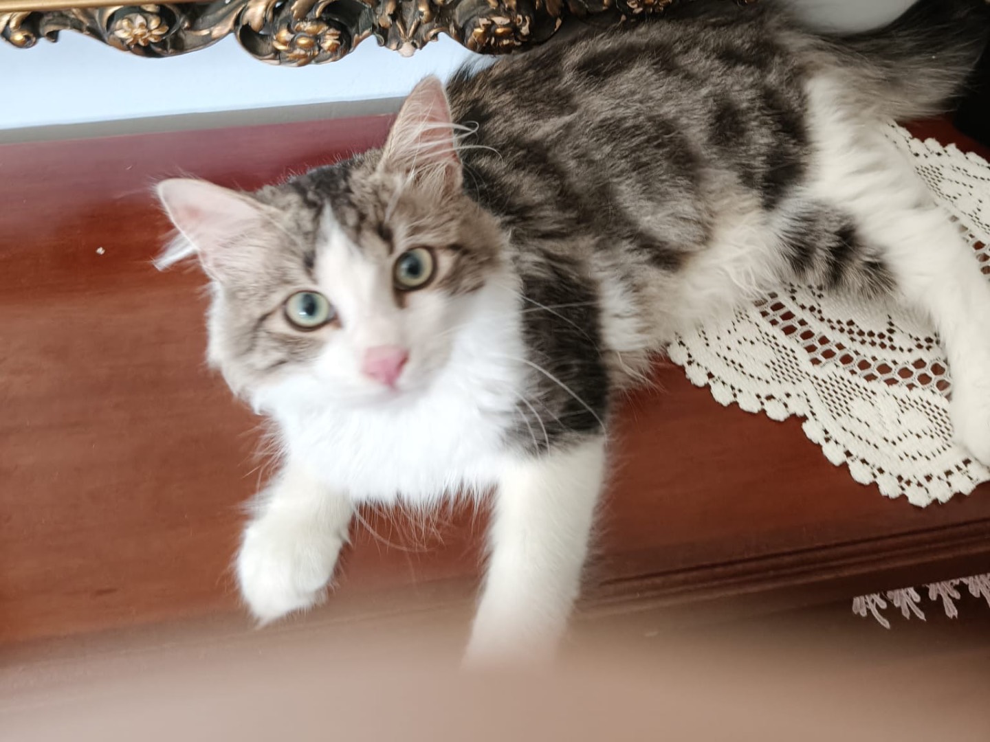 Adotta un gatto, maschio, 6 mesi, Crotone