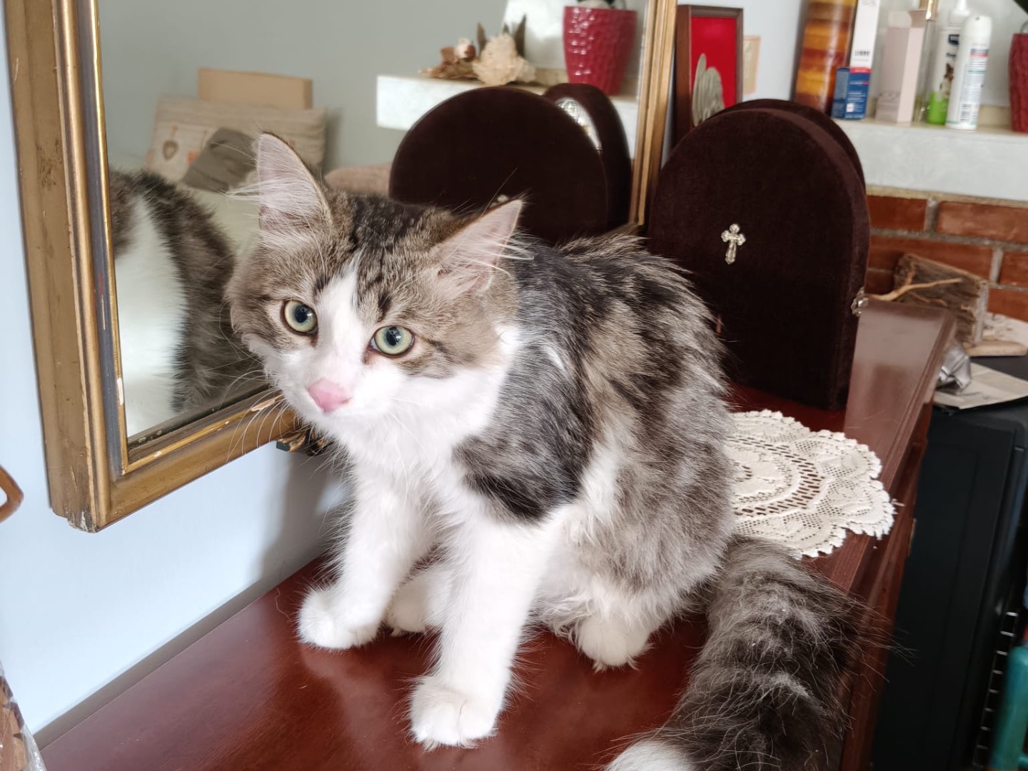 Adotta un gatto, taglia non valida, maschio, Crotone
