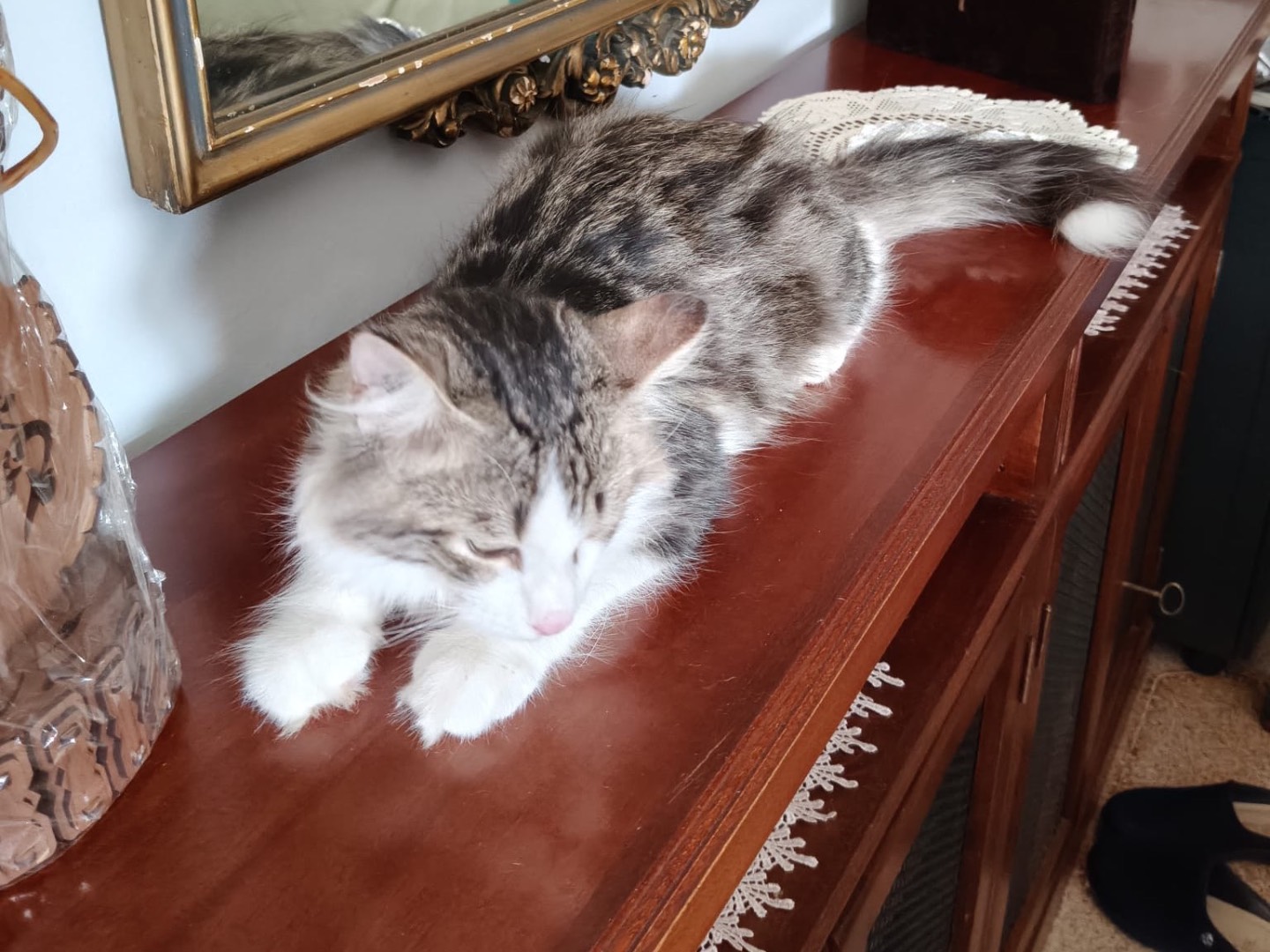 Vuoi adottare un gatto a Crotone?