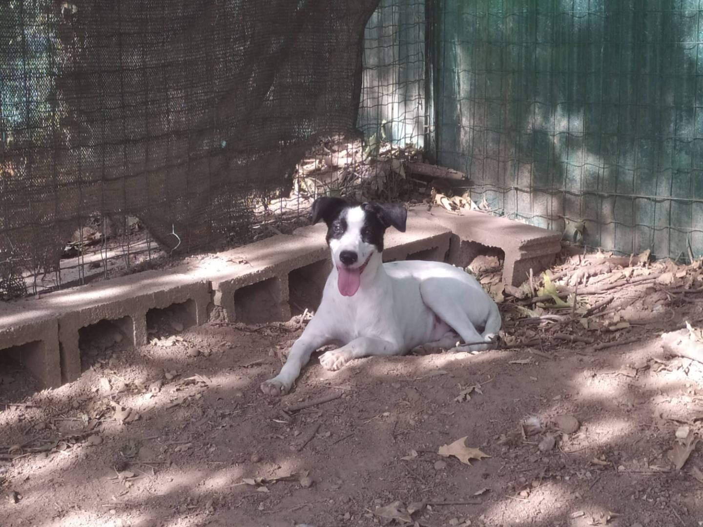 Adotta un cane, taglia media contenuta, femmina, Milano