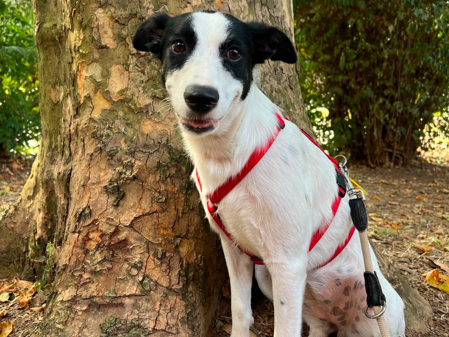 Vuoi adottare un cane a Milano?
