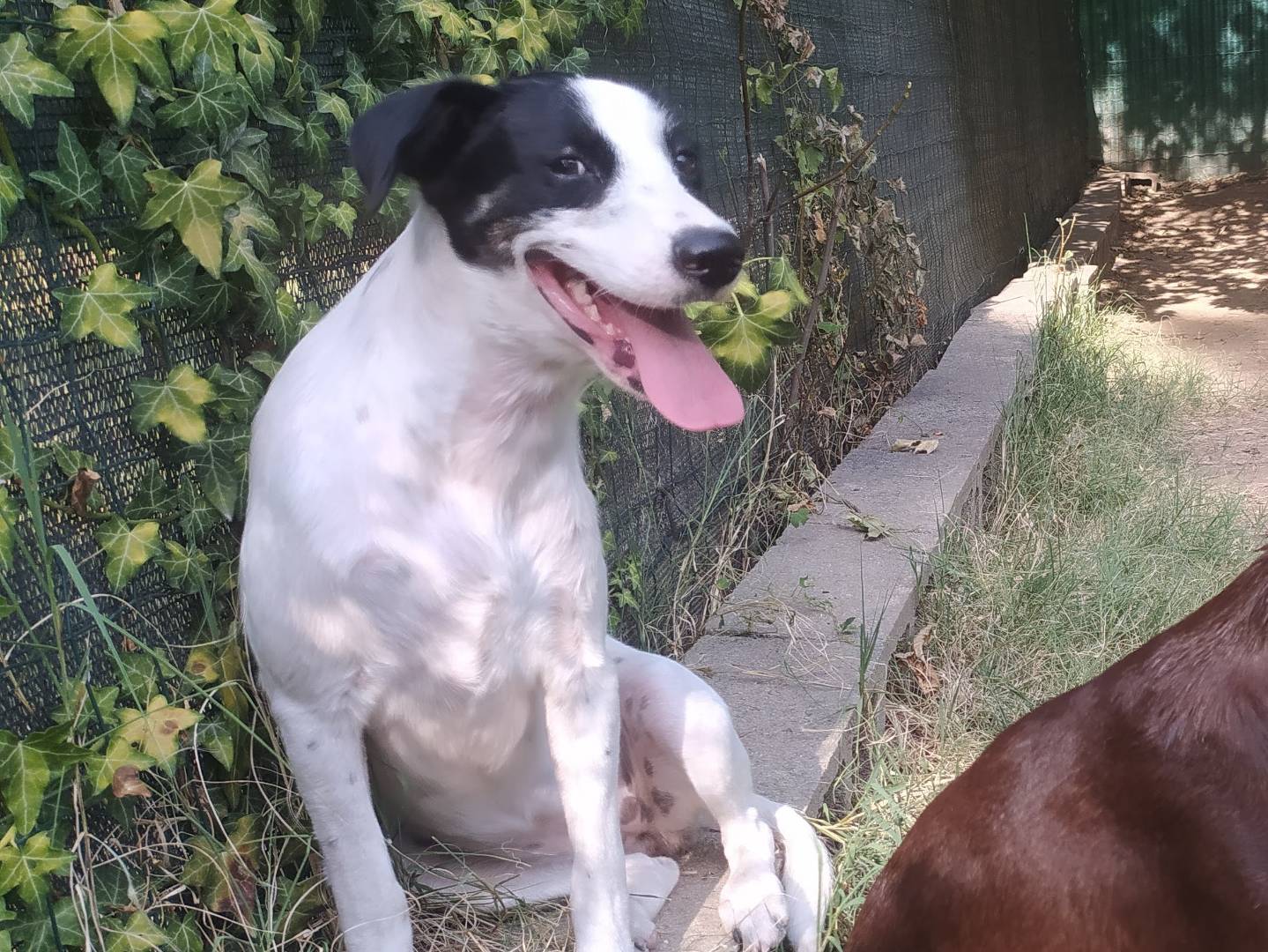 Adotta il cane ANNETTE a Milano