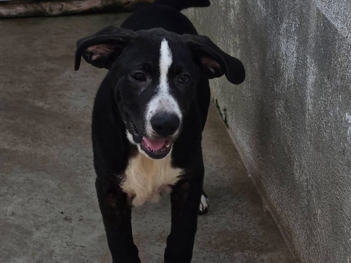 Adotta il cane Oliver a Caserta