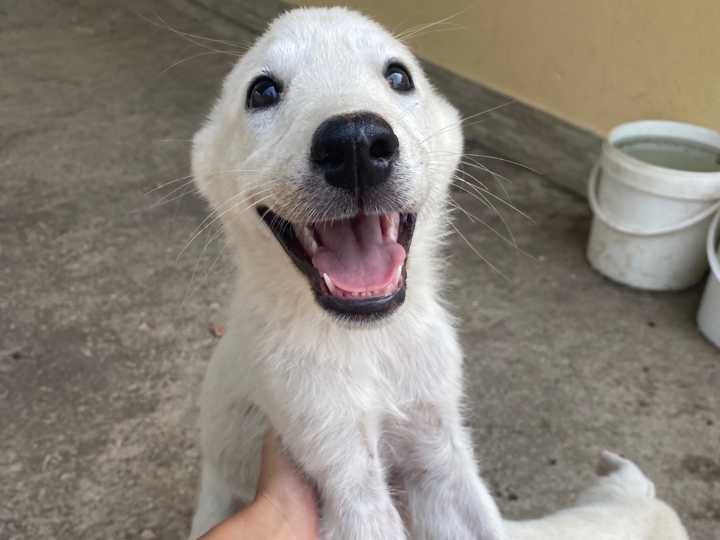 Adozione cane, femmina, Razza sconosciuta Razza sconosciuta, 3 mesi, taglia media, Ragusa