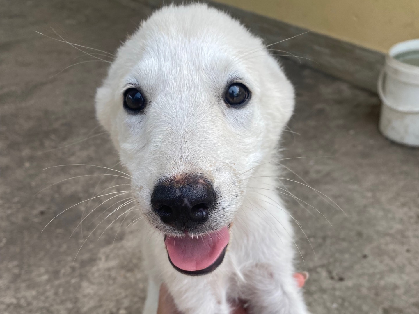 Adotta un cane, femmina, 3 mesi, Ragusa