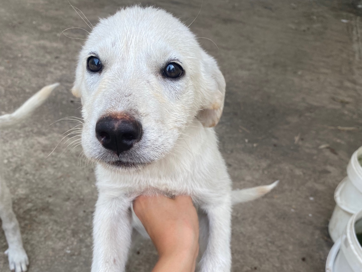 Adozione cane, femmina, Razza sconosciuta Razza sconosciuta, 3 mesi, taglia media, Ragusa