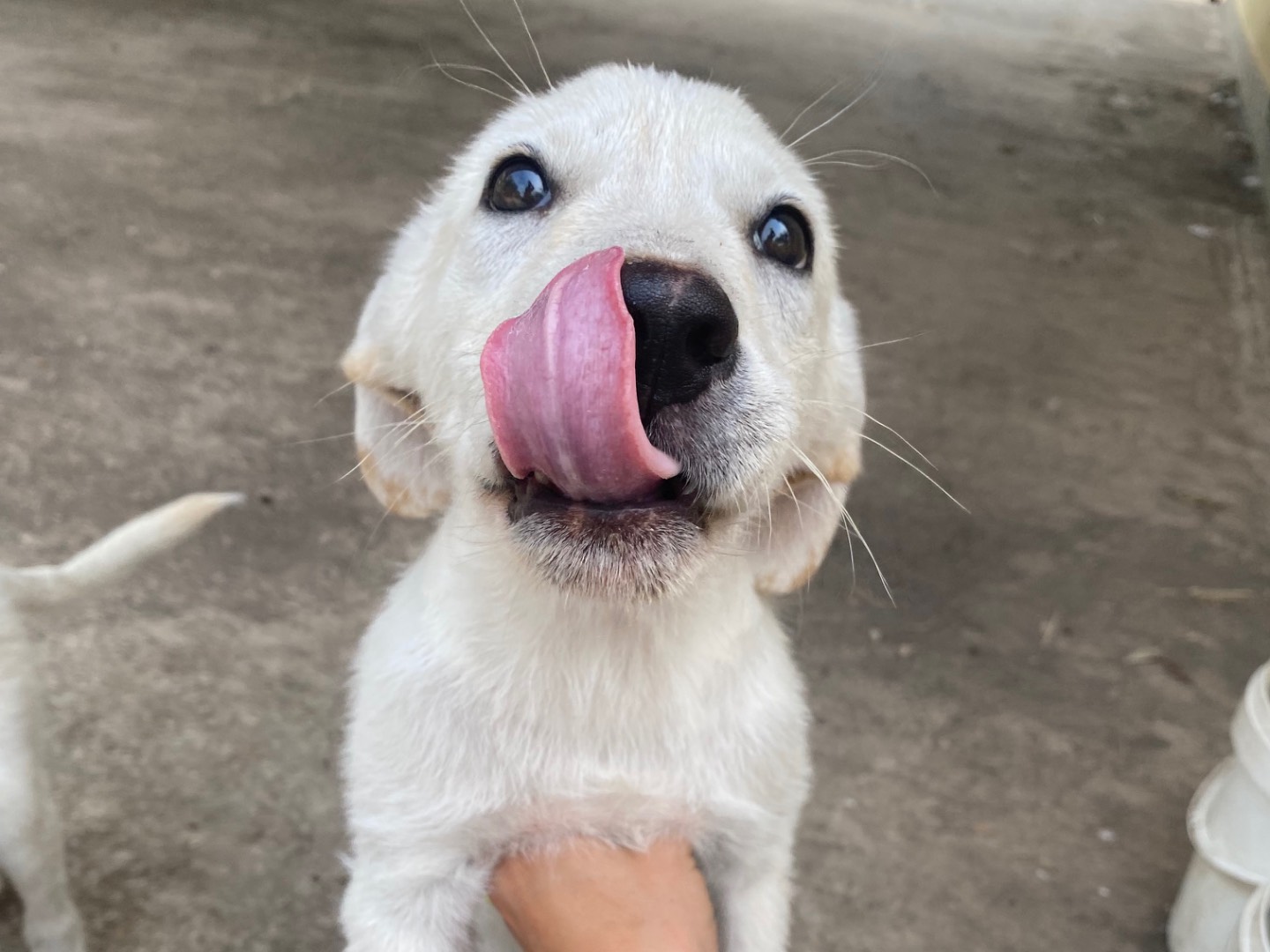 Adotta un cane, femmina, 3 mesi, Ragusa