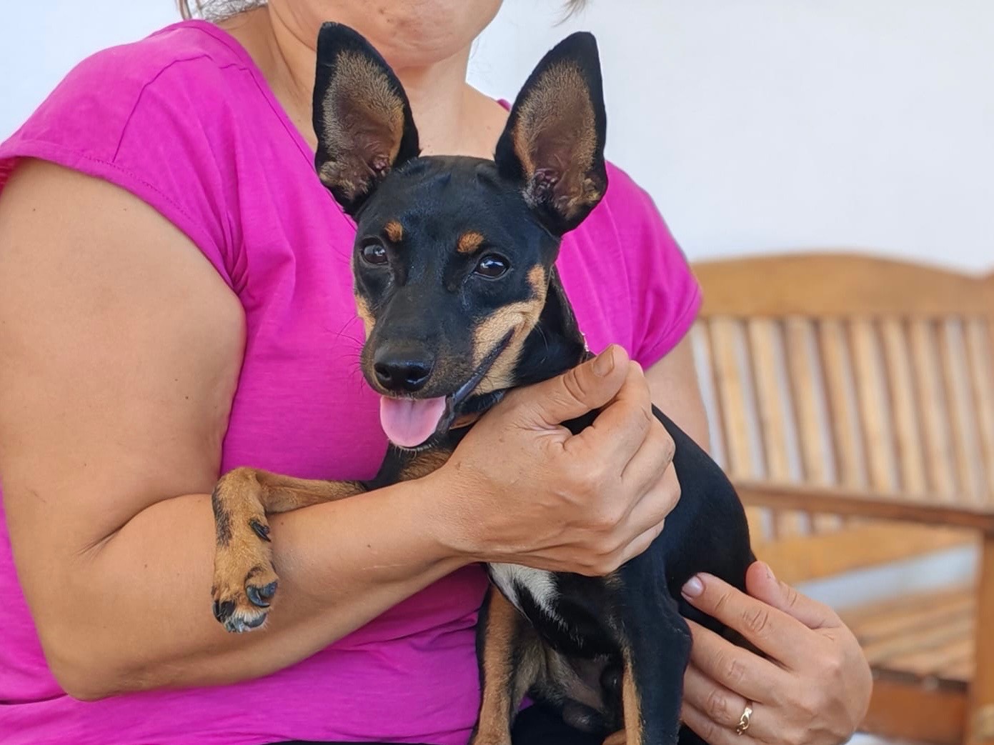 Adozione cane, maschio, Pinscher Razza sconosciuta, 7 mesi, taglia piccola, Cosenza