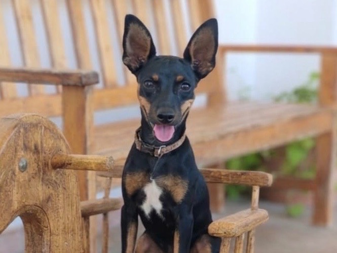 Adotta un cane, maschio, 7 mesi, Cosenza