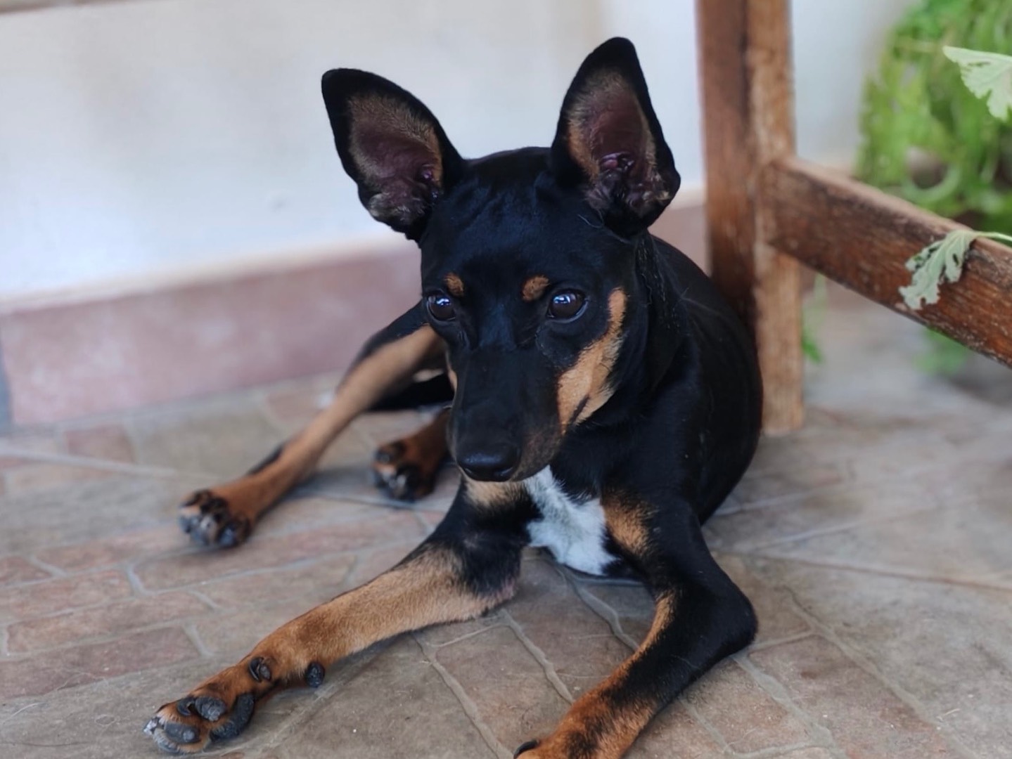 Adotta un cane, taglia piccola, maschio, Cosenza