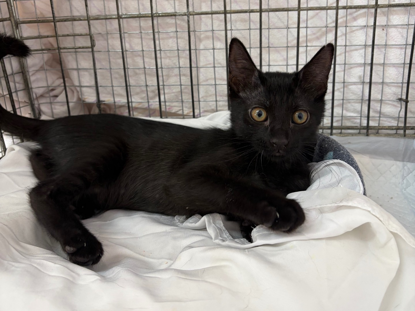 Adozione gatto, femmina, Razza sconosciuta Razza sconosciuta, 4 mesi, taglia non valida, Potenza