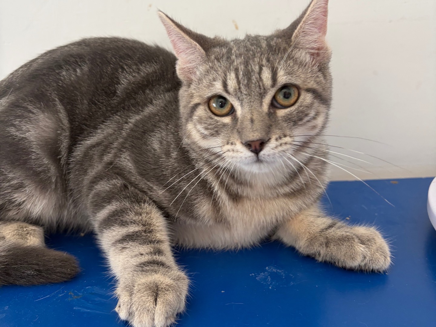 Adozione gatto, maschio, Razza sconosciuta Razza sconosciuta, 5 mesi, taglia non valida, Potenza