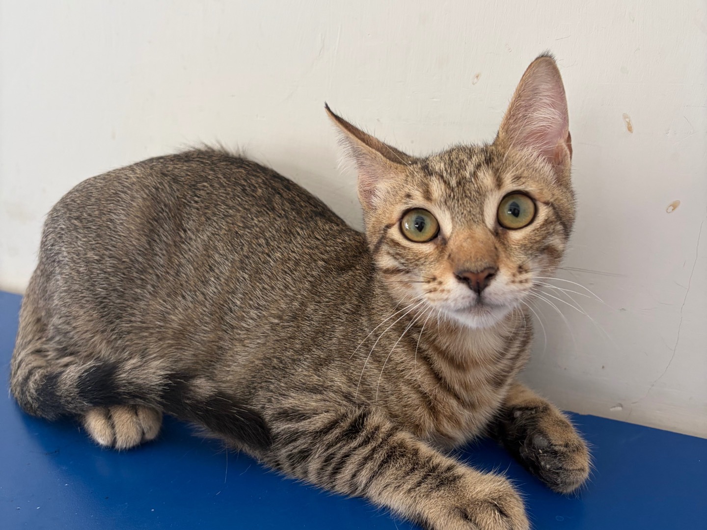 Adozione gatto, maschio, Razza sconosciuta Razza sconosciuta, 5 mesi, taglia non valida, Potenza