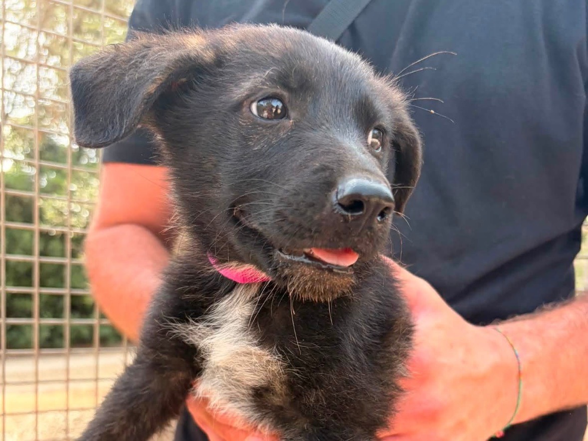 Adotta un cane, femmina, 4 mesi, Taranto