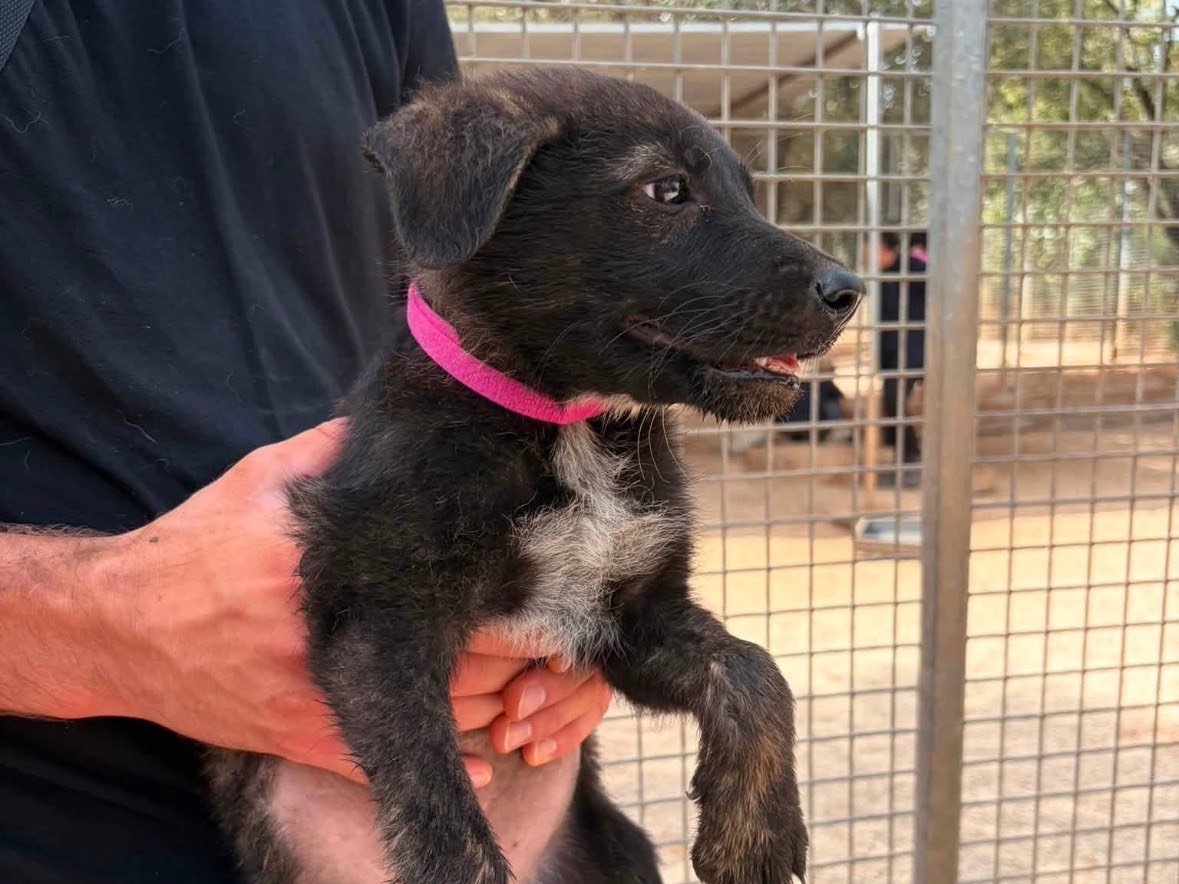 Adotta un cane, taglia media contenuta, femmina, Taranto