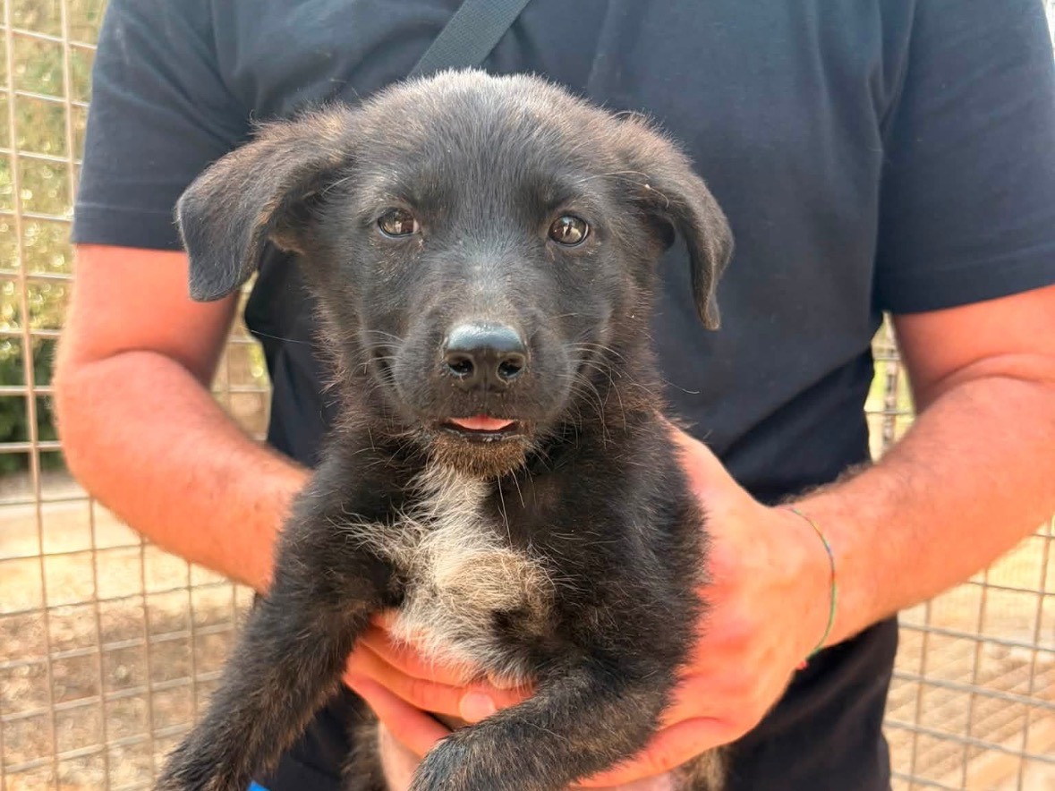 Vuoi adottare un cane a Taranto?