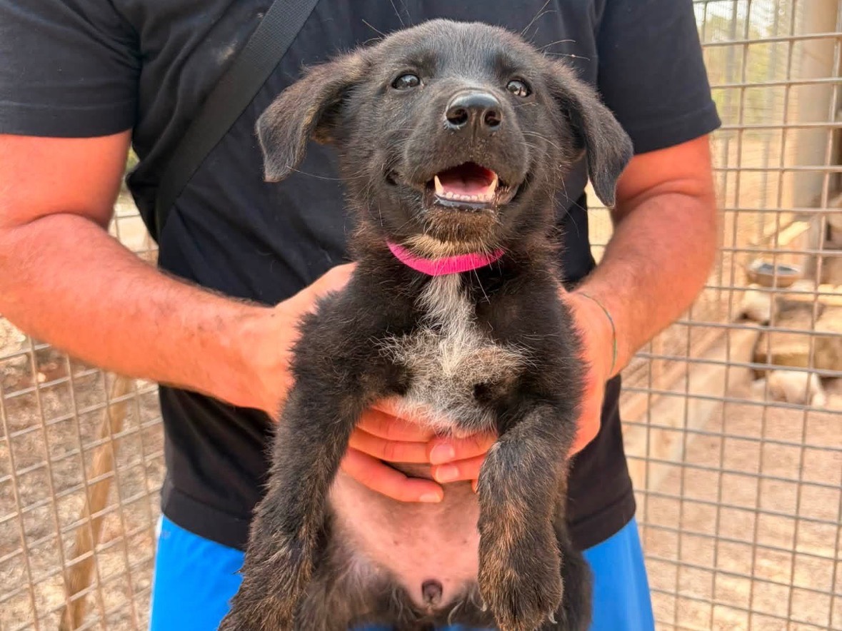 Adozione cane, femmina, Razza sconosciuta Razza sconosciuta, 4 mesi, taglia media contenuta, Taranto