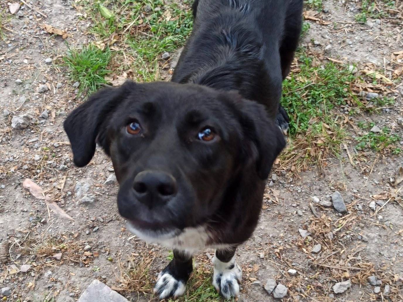 Adozione cane, femmina, Razza sconosciuta Razza sconosciuta, 9 mesi, taglia media contenuta, Cosenza