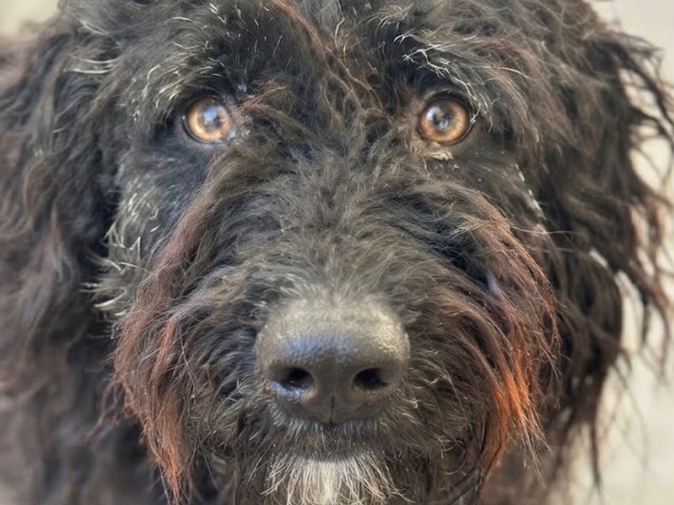 Adotta un cane, maschio, 2 anni e 4 mesi, Sud