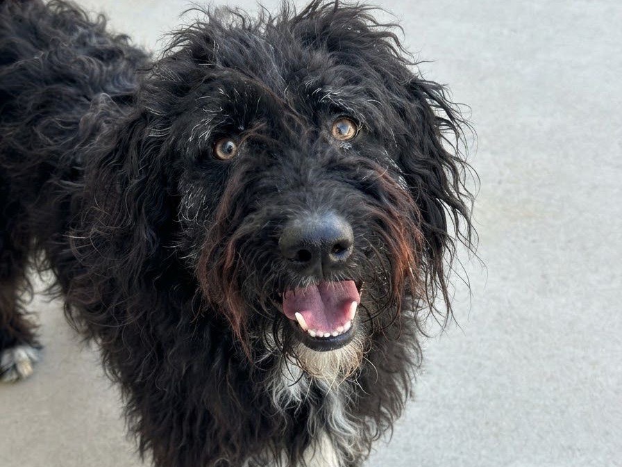 Adozione cane, maschio, Razza sconosciuta Razza sconosciuta, 2 anni e 4 mesi, taglia media, Sud