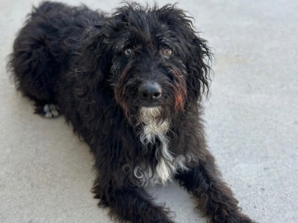 Adotta un cane, taglia media, maschio, Sud