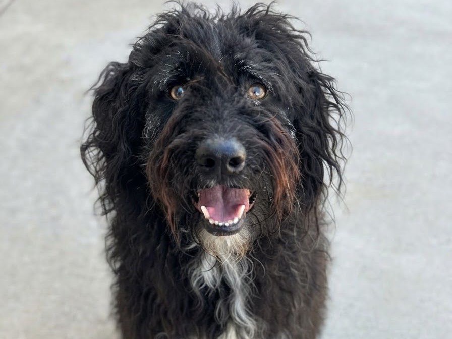 Vuoi adottare un cane a Sud?