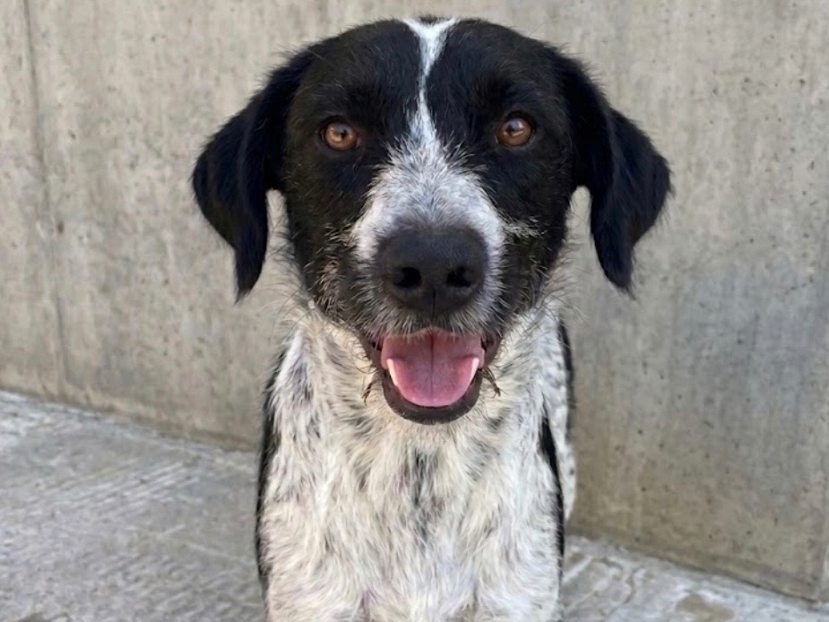 Adozione cane, maschio, Razza sconosciuta Razza sconosciuta, 2 anni e 3 mesi, taglia media, Sud