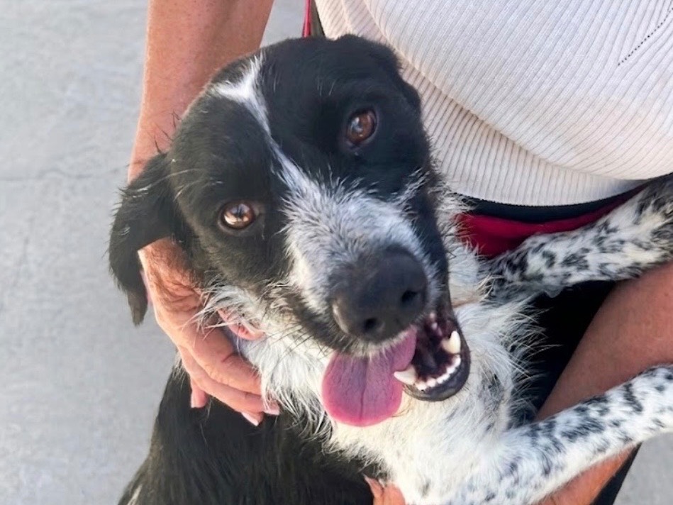 Adotta un cane, maschio, 2 anni e 3 mesi, Sud