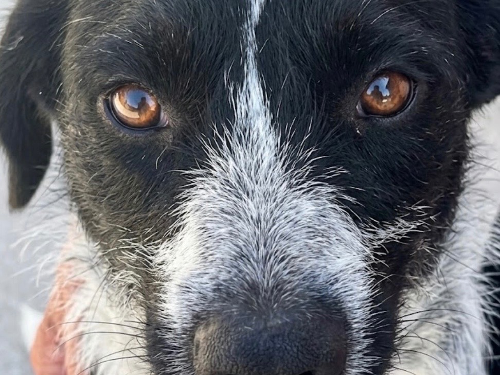 Adotta un cane, taglia media, maschio, Sud