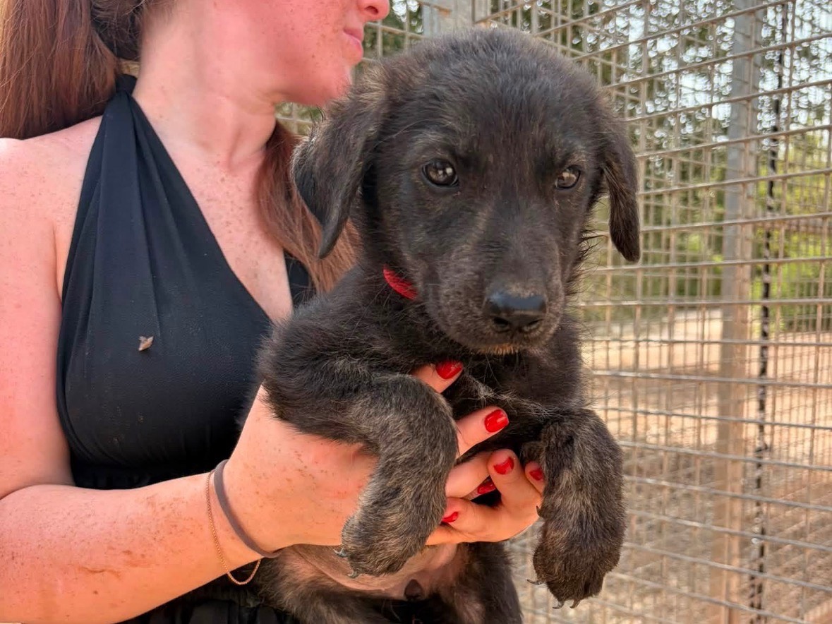 Adozione cane, femmina, Razza sconosciuta Razza sconosciuta, 4 mesi, taglia media, Taranto
