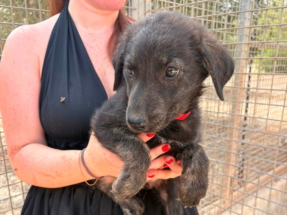 Adotta un cane, femmina, 4 mesi, Taranto