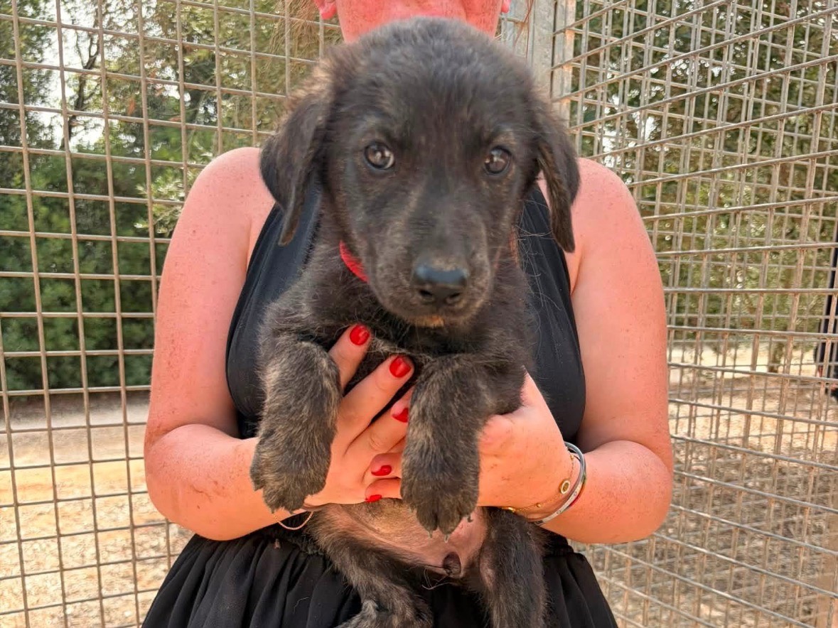 Adotta un cane, taglia media, femmina, Taranto
