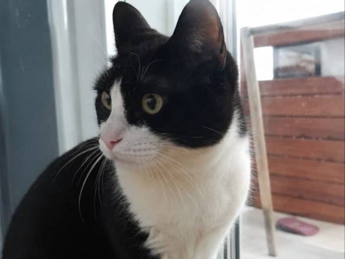 Vuoi adottare un gatto a Catania?