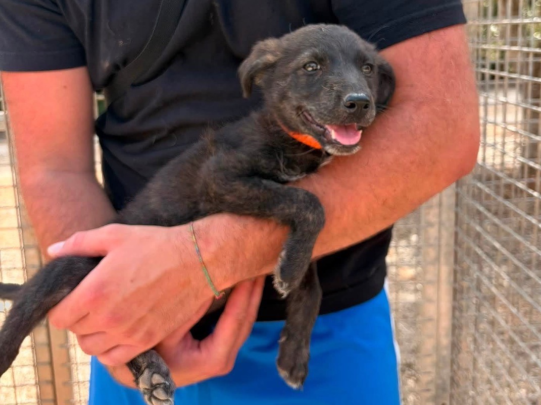 Adozione cane, femmina, Razza sconosciuta Razza sconosciuta, 4 mesi, taglia media, Taranto