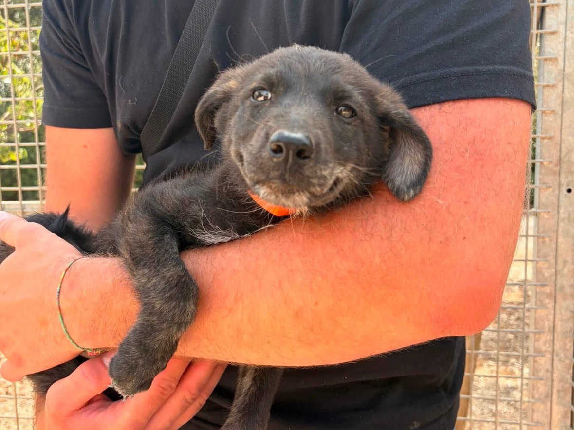 Adotta un cane, femmina, 4 mesi, Taranto