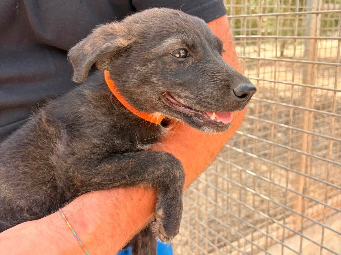 Adotta un cane, taglia media, femmina, Taranto