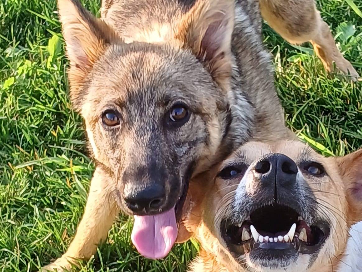 Adozione cane, maschio, Razza sconosciuta Razza sconosciuta, 3 anni e 11 mesi, taglia media, Mantova