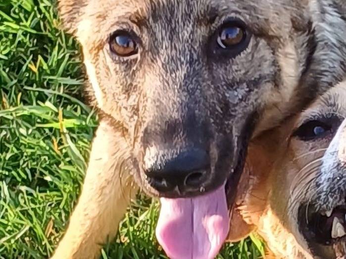 Adotta un cane, taglia media, maschio, Mantova