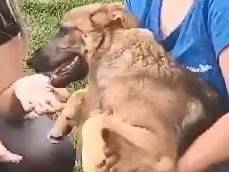 Vuoi adottare un cane a Mantova?