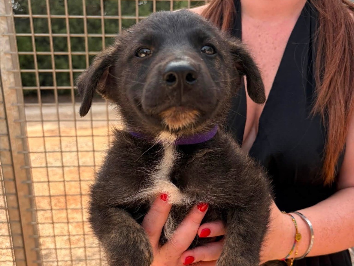 Adozione cane, femmina, Razza sconosciuta Razza sconosciuta, 4 mesi, taglia media, Taranto